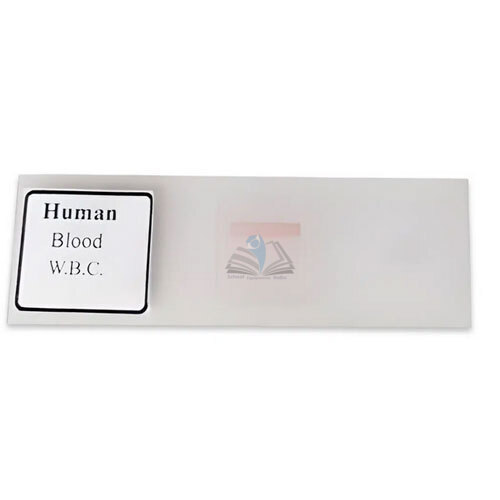 Human Blood W.B.C Slide